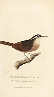 Troglodytes: Long-billed wren, Cantorchilus longirostris
