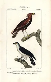 Devegni: Long-crested eagle, Lophaetus occipitalis