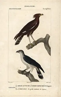 Goshawk: Long-crested eagle, Lophaetus occipitalis