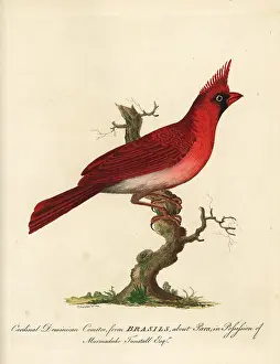 Marmaduke: Long-crested northern cardinal, Cardinalis