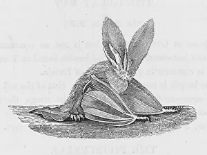Auritus: LONG-EARED BAT (BEWICK)