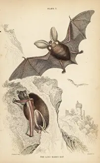 Auritus: Long-eared bat, Plecotus auritus (vulnerable)