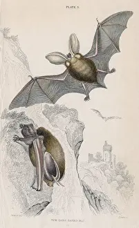 Naturalists: Long-eared Bat (Plectorus auritus), small mouse-like