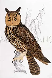 Otus: LONG-EARED OWL