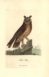 Otus: Long-eared owl, Asio otus