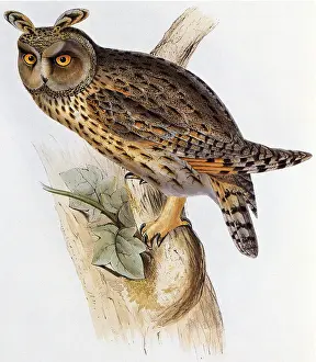Speckled: Long-Eared Owl, Asio otus