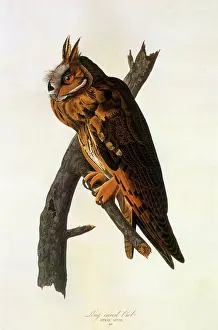 Audubon: Long-eared Owl (Asio otus)
