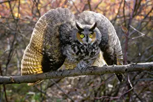 Otus: Long-Eared Owl Asio Otus Performing a Defense