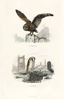 Pourrat: Long-eared owl and barn owl