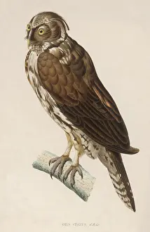 Otus: LONG EARED OWL/WERNER