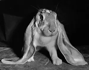 Bunnies: Long-eared rabbit