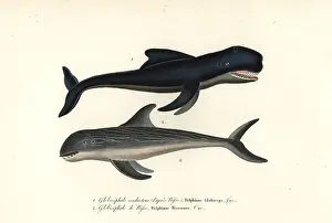 Complements: Long-finned pilot whale and Risso's dolphin