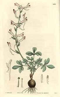 Mcnab: Long-flowered corydalis, Corydalis longiflora