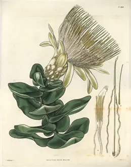 Protea: Long-flowered cream-coloured protea or sugarbush