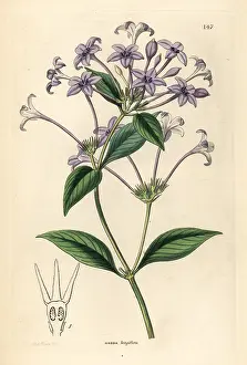 Longiflora: Long-flowered hindsia, Hindsia longiflora