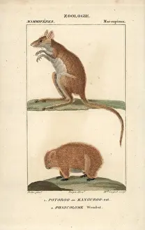Coignet: Long-footed kangaroo rat, Potorous longipes