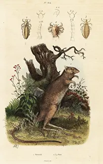 Steel Engraving: Long-footed potoroo and lice species