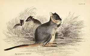 Volume Xi: Long-footed potoroo, Potorous longipes. Vulnerable