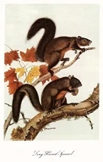 Thicker: Long-Haired Squirrel