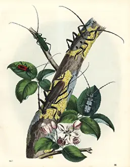 Heros: Long-horned beetles on a tree