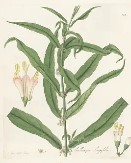 William Blackwood: Long-leaved callicarpa, Callicarpa longifolia