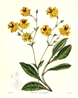 Macrophylla: Long-leaved euthales, Euthales macrophylla