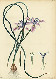 Volume 1: Long-leaved iris, Iris longifolia