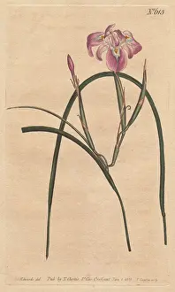 Edulis: Long-leaved moraea with pale lilac and blue