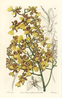 Oncidium: Long-leaved oncidium, Oncidium longifolium