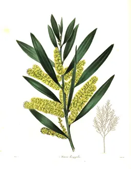 Henslow: Long-leaved wattle or long-leaved acacia, Acacia longifolia