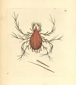 Cannibal: Long-legged cannibal mite, Cheletomorpha lepidopterorum