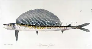 Ferox: LONG NOSE LANCET FISH