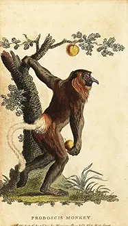 The Naturalists Pocket Magazine: Long-nosed monkey, Nasalis larvatus. Endangered