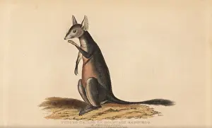 Tridactylus: Long-nosed potoroo or kangaroo rat, Potorous tridactylus