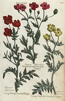 Culpepers: Long and round rough-headed poppies, and smooth-headed poppy