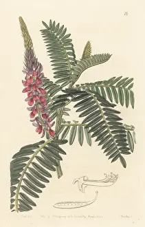Bhutan: Long-spiked indigo, Indigofera stachyodes