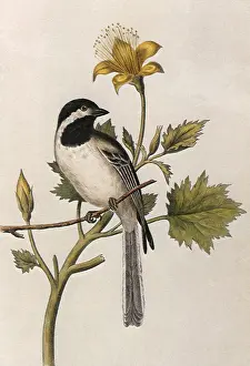 Chickadee: Long-tailed Chickadee, Parus septentrionalis