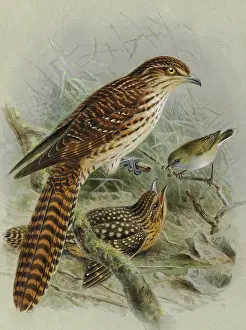Gerrard: Long-tailed Cuckoo and Grey Warbler