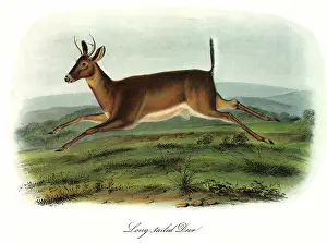 Leucurus: Long-Tailed Deer
