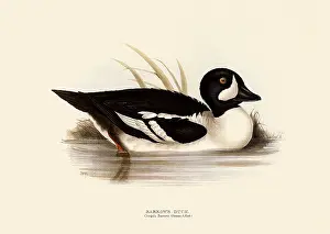 Hyemalis: Long-tailed Duck, Clangula hyemalis, Clangula glaucion