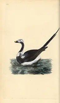 Long Tailed: Long-tailed duck, Clangula hyemalis Vulnerable