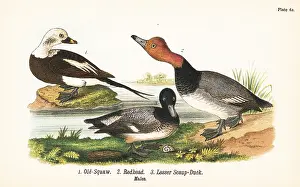 Jamaicensis: Long-tailed duck, redhead and lesser scaup