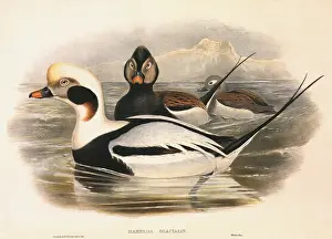 Tundra: Long-tailed Ducks