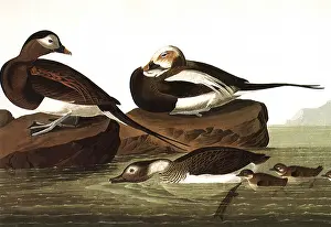 Swims: Long-Tailed Ducks