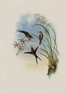 Emerald: Long-Tailed Emerald, Chlorostilbon Auriceps