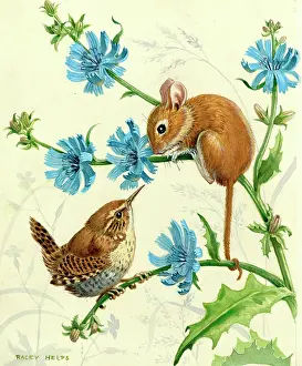 Chicory: Long-tailed field-mouse and wren on succory