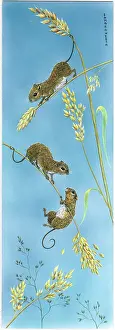 Long Tailed: Three Long-tailed fieldmice on oats
