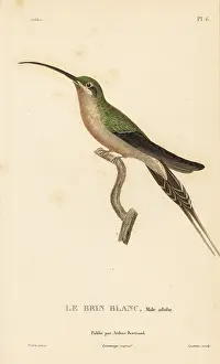 Colibri: Long-tailed hermit, Phaethornis superciliosus. Male adult