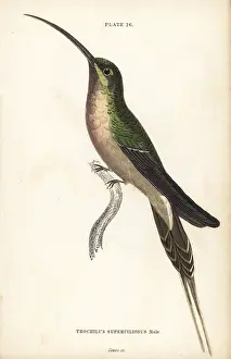 Phaethornis: Long-tailed hermit, Phaethornis superciliosus, male
