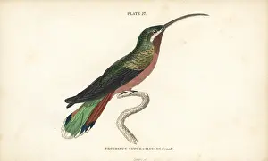 Phaethornis: Long-tailed hermit, Phaethornis superciliosus, female